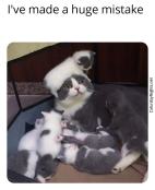 cat kittens funny parenthood mistake meme