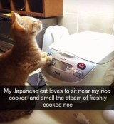 Cat loves rice meme