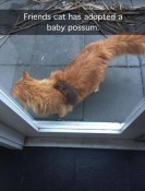 Cat makes friends with possum meme