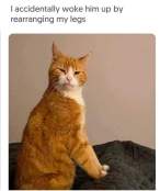 Cat reaction got woke up funny meme