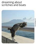 Cat relaxing meme caturday