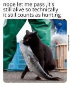 Cat stealing fish funny meme