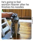 Cat stealing noodles funny meme pun