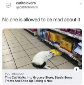 Cat steals food from shop meme