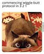 cat wiggle butt meme funny