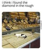 cats in funny places meme