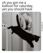 Cats stealing things meme