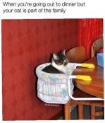 Caturday cat sits in chair funny meme