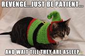 Christmas cat elf costume meme
