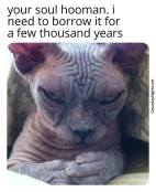 Creepy cat meme funny expression