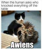 Cute and funny kittens meme