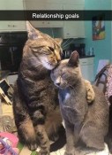 Cute cat couple meme relationship goals