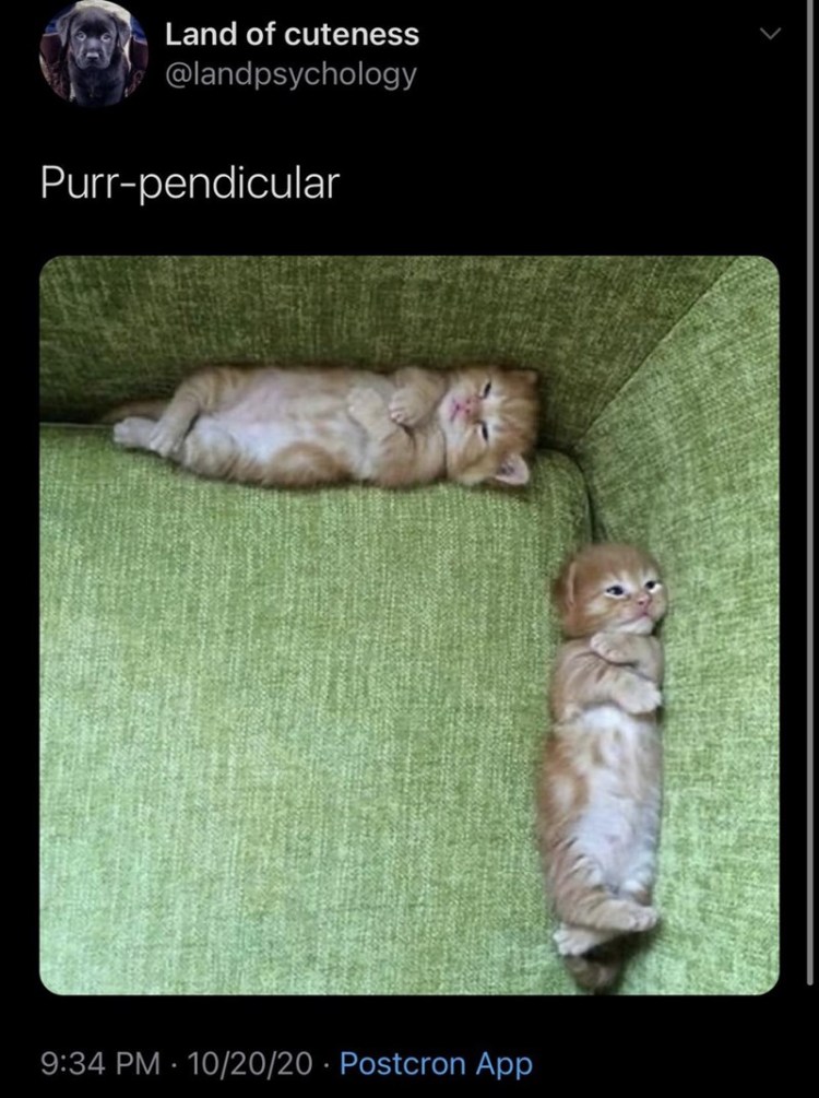 Cute kittens laying on green lounge