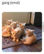 Cute small gang of kittens meme