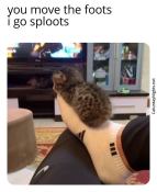 Cute small kitten meme