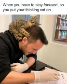 Cute thinking cat memes