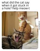 Dumb cat puns