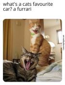 Dumb jokes about cats