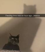 Feeding time meme black cat