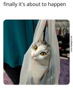 Funny cat in bag expression caturday
