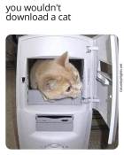 funny cat in computer meme