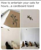 Funny cat prank meme