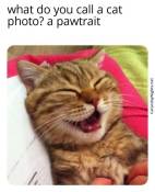 Funny cat puns