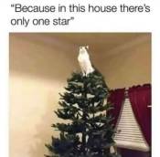 Funny cat sitting on christmas tree meme