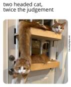 funny cats judging meme ginger