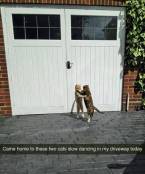 Funny cats meme caturday