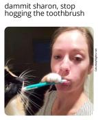 Funny cats stealing stuff meme