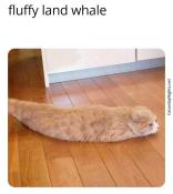 funny chubby cat meme