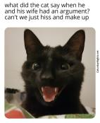 Funny jokes about cats