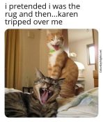 funny karen cat meme