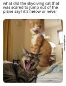 Funny kitty cat puns