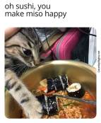 Funny kitty cat steals food meme