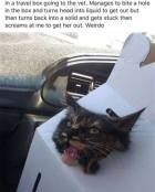Funny meme cat not happy going in car