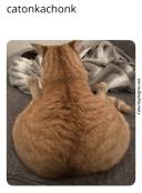 funny round catto meme