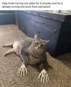 Hungry cat meme funny