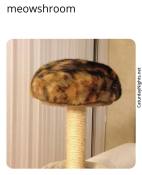 i fits i sits cat meme