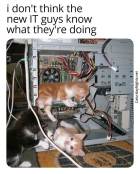 it memes kittens fixing computer wholesome
