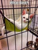 Kitten meme chilling in hammock on caturday