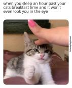 Kitten not impressed meme