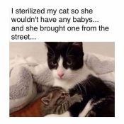 Kitty cat brings home stray kitten meme