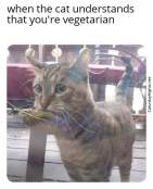 kitty cat funny memes hunting leaf