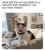 Kitty cat joke pun
