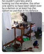 Kitty cats acting up meme