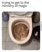 Meme cat in toilet harry potter joke