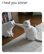 meme funny white cats booping