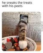 Meme kitty cat stealing food from inside couch